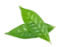 Camellia Sinensis Leaf Extract