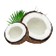 Cocos Nucifera Linnaeus