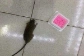 Thuốc diệt chuột ARS RAT KILLER ảnh 9