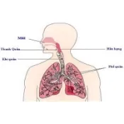 Ảnh sản phẩm Thuốc rắn số 4 điều trị bệnh về hô hấp RTH Cir Eiw Wan Thái Lan 2