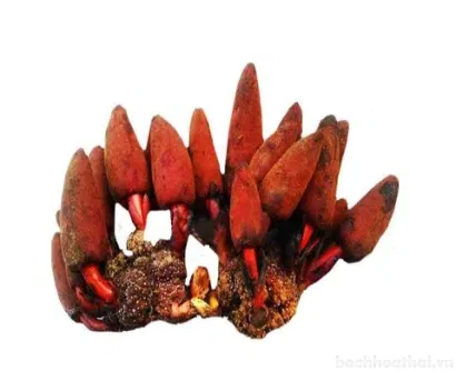 Thuốc rắn số 6 ích thận hoàn YEA SEN WAN & POO SÊ QUAN Thái lan ảnh 7