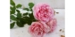 Viên uống thơm cơ thể tinh dầu hoa hồng DHC Bulgarian Rose Nhật Bản ảnh 8