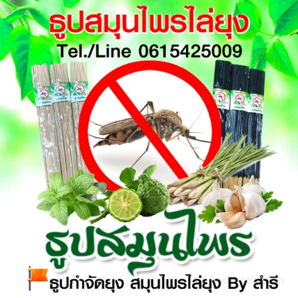 Nhang muỗi thảo mộc không khói CPDM Thái Lan ảnh 10