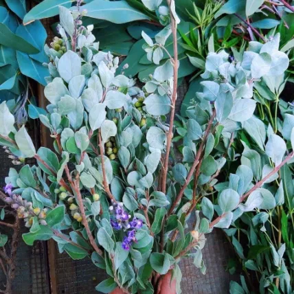 Nhang sạch thảo mộc không hóa chất từ thân, lá cây  Mộc Hương  ảnh 4